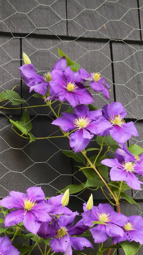 Clematis The Queen Of Climbing Plants Great Ideas For Your Yard And