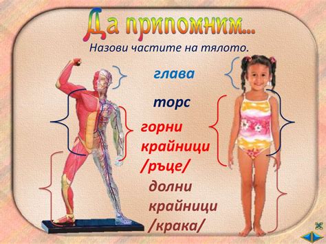 Човешкото тяло - презентация онлайн