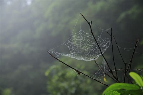 Ragnatela Come Fanno I Ragni A Creare Le Forme Geometriche