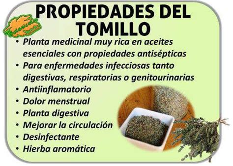 Propiedades Medicinales Del Tomillo