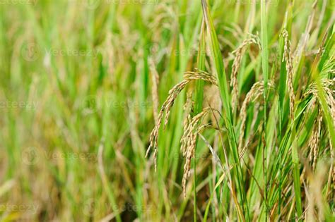 Rice Spikelet Of Rice Thailand 1333922 Stock Photo At Vecteezy