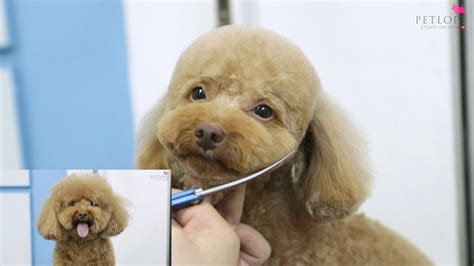 Toy Poodle Grooming Styles Pictures | Wow Blog