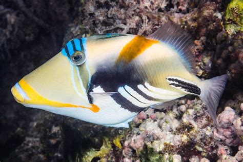 Baliste Picasso Rhinecanthus Aculeatus Fiche Poissons