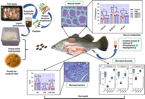 Frontiers Fish Waste To Sustainable Additives Fish Protein