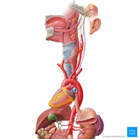 Sistemas Del Cuerpo Humano Rganos Y Funciones Kenhub