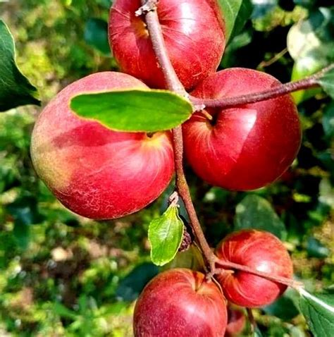 Genuine Thai Ball Sundari Apple Ber Plant For Garden At Rs Plant In