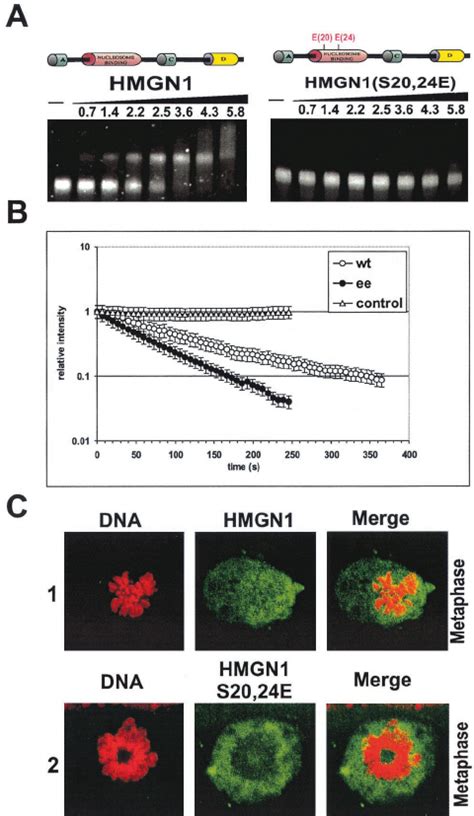 A Negative Charge In The NBD Inhibits Binding Of HMGN1 To Chromatin