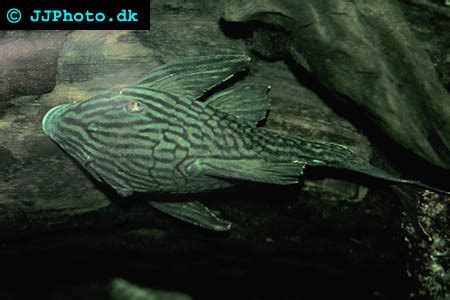 Panaque Sp Cf Nigrolineatus Royal Pleco Akvaforum