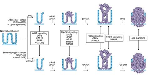 Colorectal Cancer And The Targets Involved In Mechanism Of It Cusabio