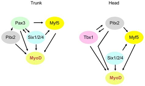 Schematic Representation Of Genetic Networks That Activate Myod During