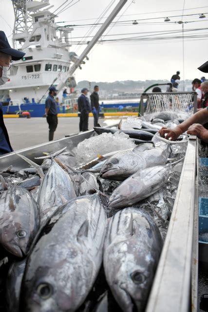 小名浜港でカツオの水揚げ 今季「順調な滑り出し」 福島県 ：朝日新聞デジタル