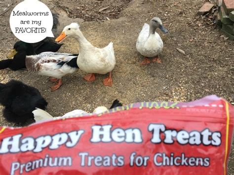 Feeding Your Ducks Healthy Natural Food Pet Food Guide