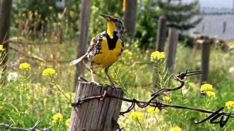 Western Meadowlark Facts Anatomy Diet Habitat Behavior Animals Time