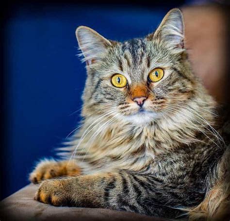 Best Exotic Cat Breeds | List of Most Unusual Cats