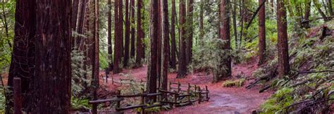 Reinhardt Redwood Regional Park - Heroes Of Adventure