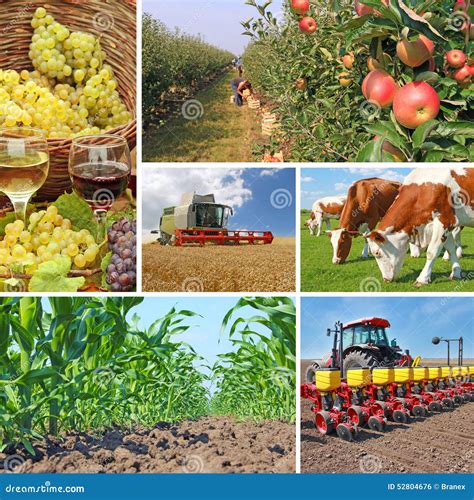 Agricultura Collage Foto De Archivo Imagen De Farmland 52804676