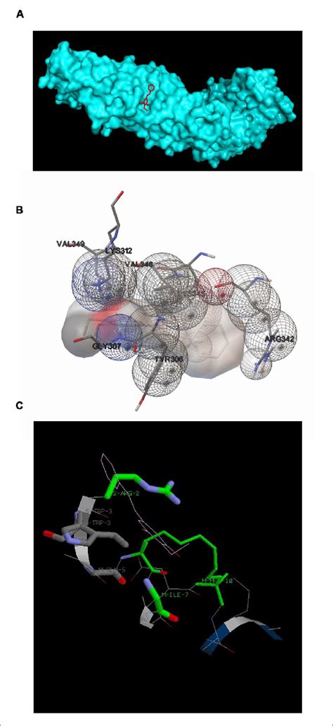 Docking Configurations Of Dets In To β Catenin Docking Simulation Download Scientific