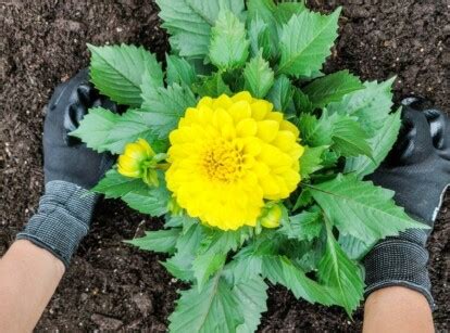 How To Overwinter Dahlias In 12 Easy Steps