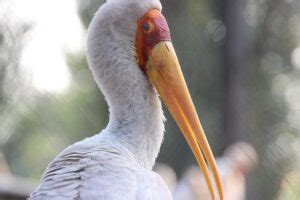 Stunning White Birds With Long Beaks With Pictures Wild Explained