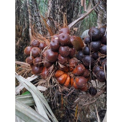 jual buah salak sepet sepat rasa sepat manis  kg shopee indonesia
