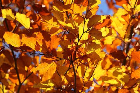 The Best Places To Experience Autumn In Australia Webjet