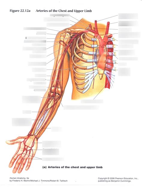 Arteries Of Chest And Upper Limb Diagram Quizlet