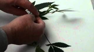 Cloning Cannabis Video Tutorial - Part 2 Preparing Cuttings - Marijuana Learn