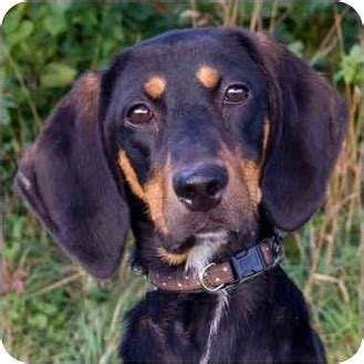 Westfield, NY - Doberman Pinscher. Meet Rayna a Pet for Adoption.