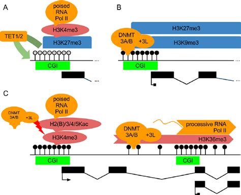 Cross Talk Between Dna Methylation Histone Modifications And