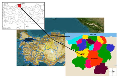 SciELO Brasil Dendrometric And Wood Anatomical Properties Of Pinus