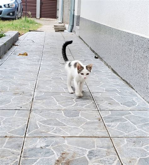 Малко коте търси дом - Котки Обяви за осиновяване