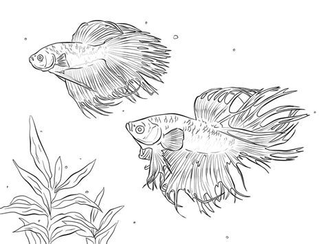 Coloring Pages Coloring Pages Betta Fish Printable For Kids And Adults