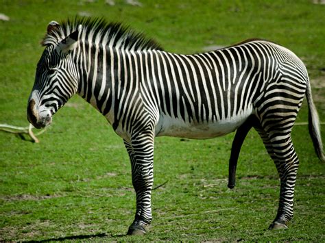 Animal zebra Wallpaper | Wallpup.com