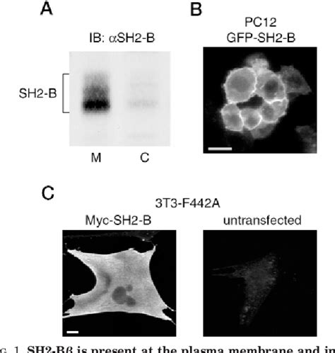 Figure From Sh B Is Required For Growth Hormone Induced Actin