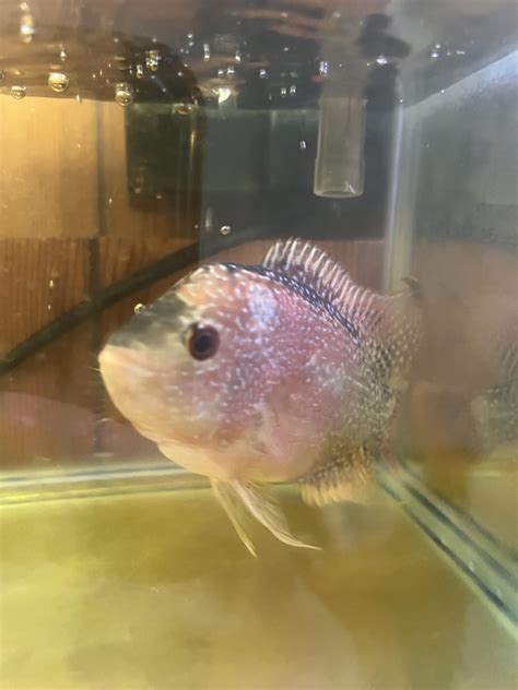 Help Louhan Flowerhorn Fish Raquariums