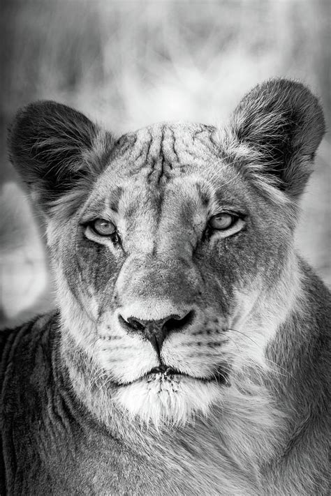 Lioness in Black and White Photograph by MaryJane Sesto