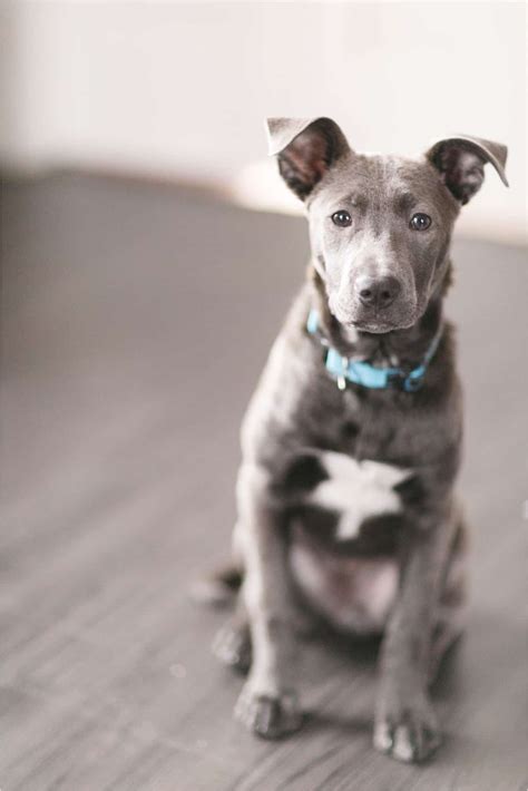 Scout | Wedding Photography | Wedding Photographer | Richmond