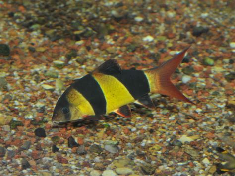 The Online Zoo - Clown Loach