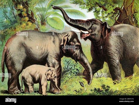 Indian Elephant Endangered Species Stock Photo Alamy