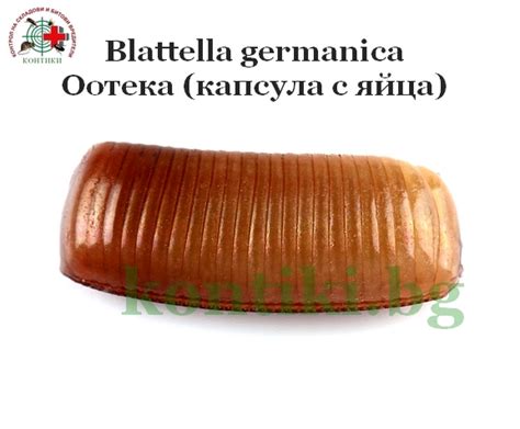 Германска хлебарка - kontiki.bg