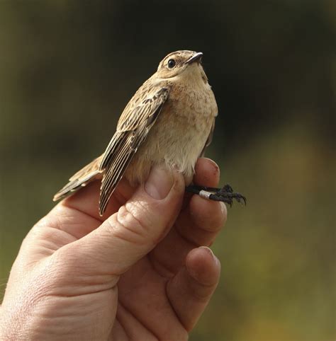 walkers wildlife photography bird ringing
