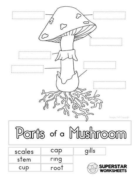 Mushroom Life Cycle Worksheets Superstar Worksheets