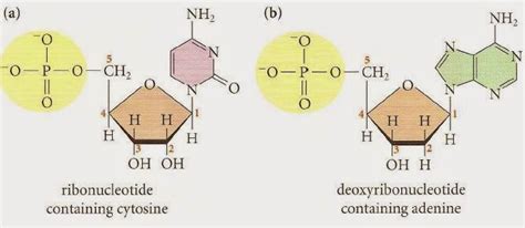 Ib Chemistry Hl B8 Nucleic Acids