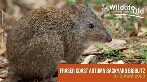 Wildlife Queensland Fraser Coast Backyard Bioblitz — Autumn 2023 | Wildlife Preservation Society ...