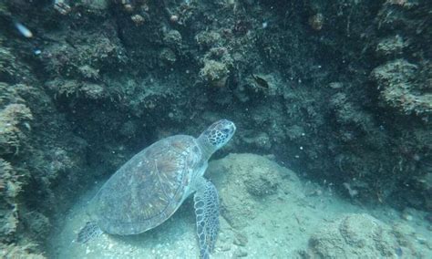 Ivory Coast Creates First Marine Protected Area