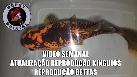 HdQ 045 VIDEO SEMANAL ATUALIZAÇÃO REPRODUÇÃO KINGUIOS E BETTAS YouTube