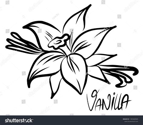 Vanilla Flower Vector At Vectorified Collection Of Vanilla Flower