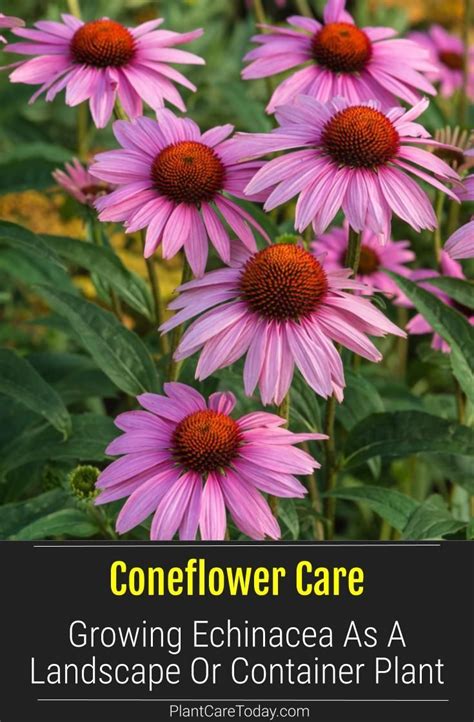 Coneflower Care: Growing Echinacea As A Landscape Or Container Plant ...