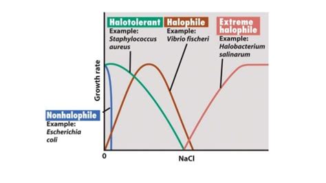 Halophiles (Introduction, Adaptations, Applications)