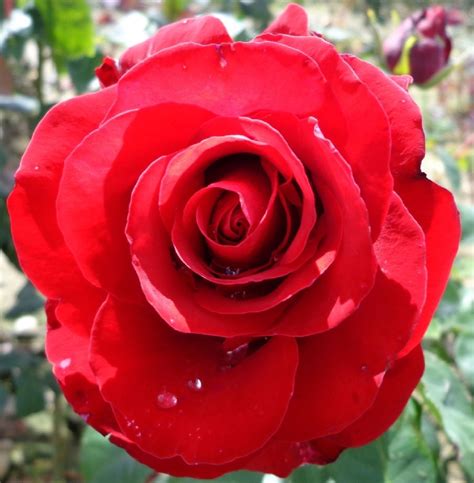 Rose Courage 3ft Std 250mm The Garden Feast